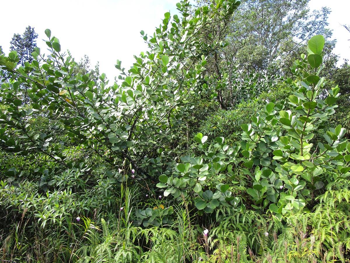 Big Island Listing Image