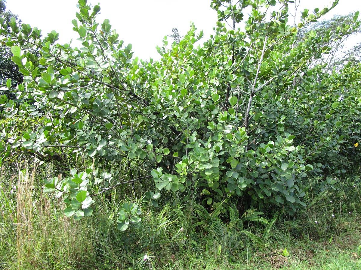 Big Island Listing Image