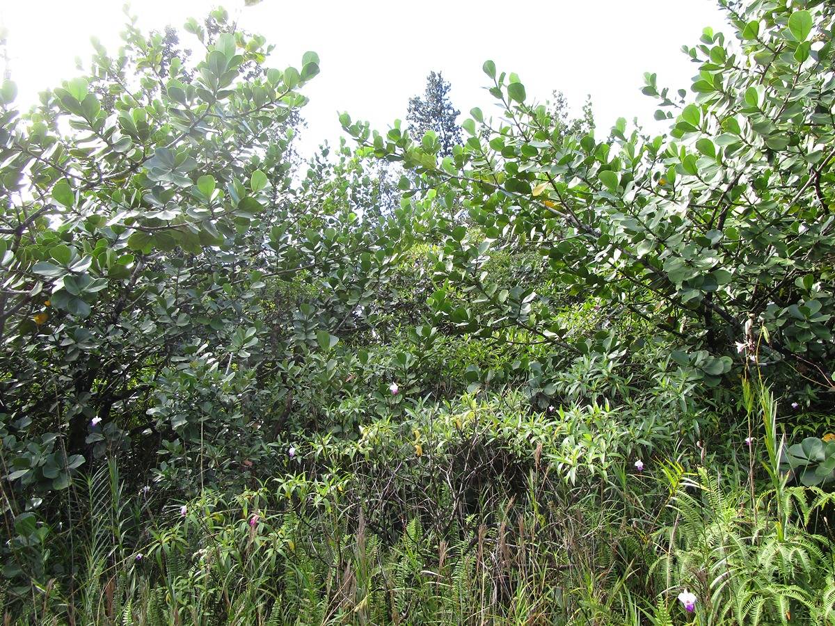 Big Island Listing Image