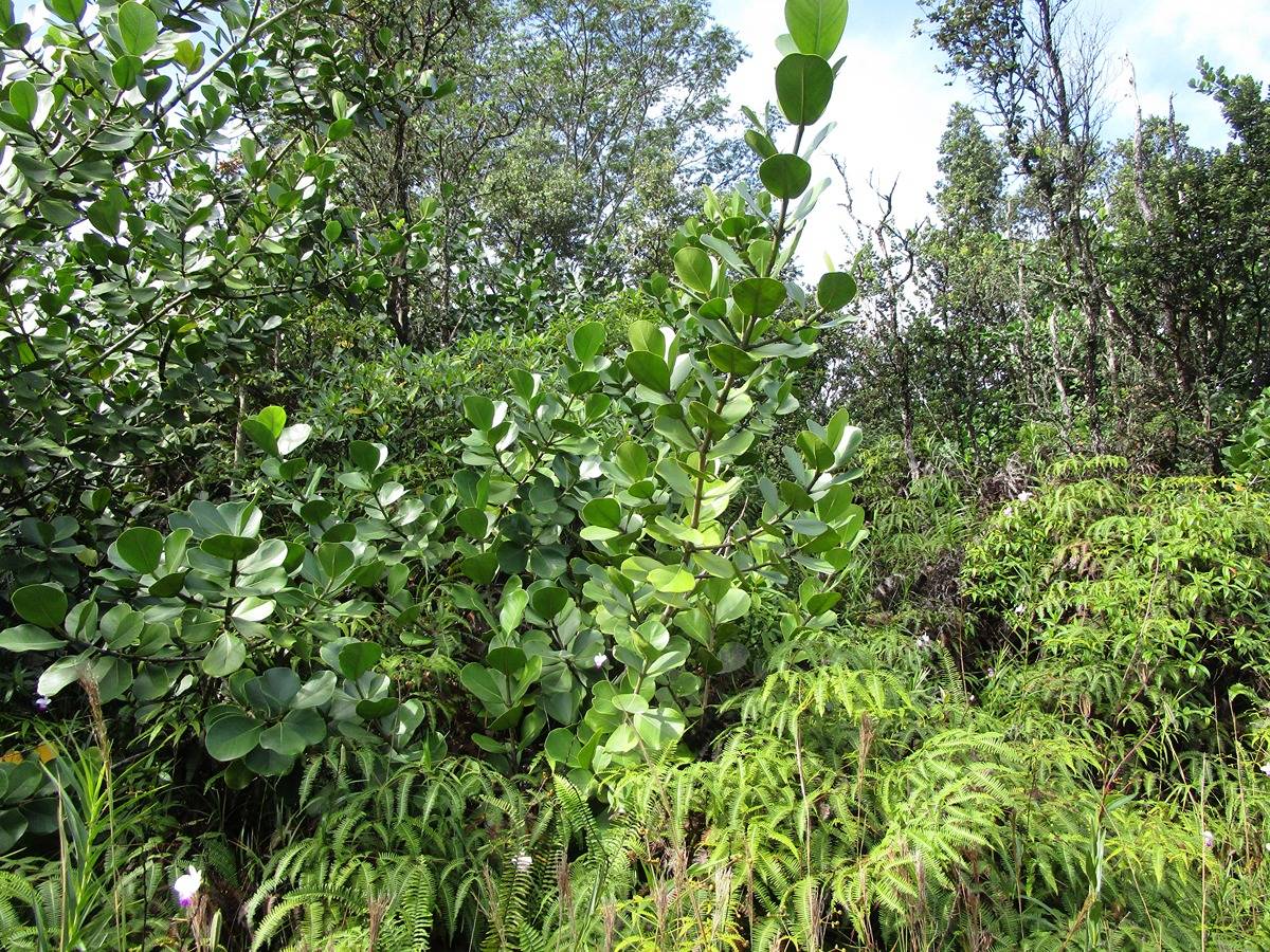 Big Island Listing Image