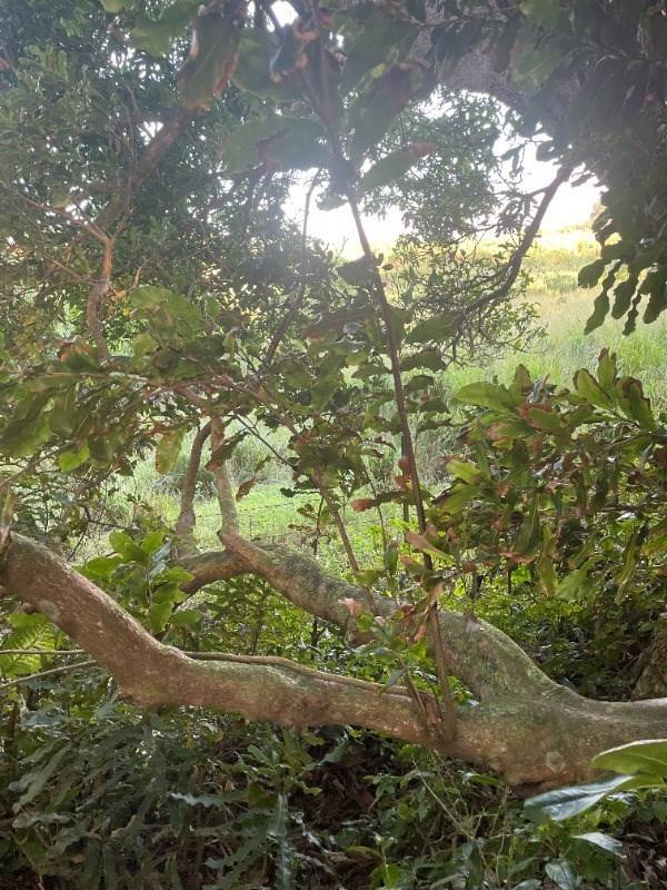 Big Island Listing Image