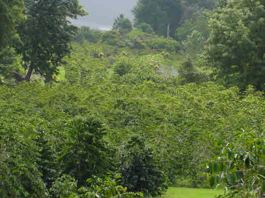 Keopu Mauka Subdiv