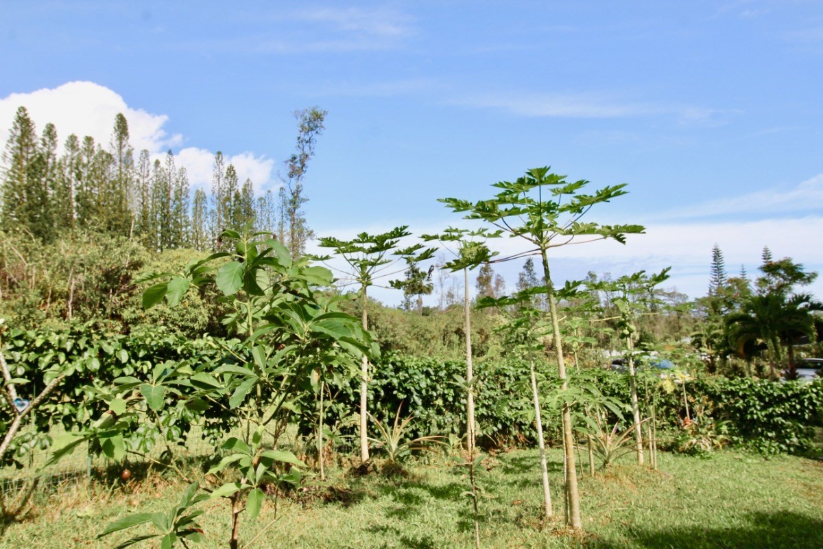 Big Island Listing Image