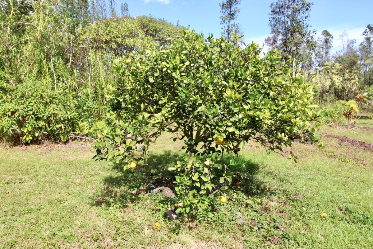 Big Island Listing Image