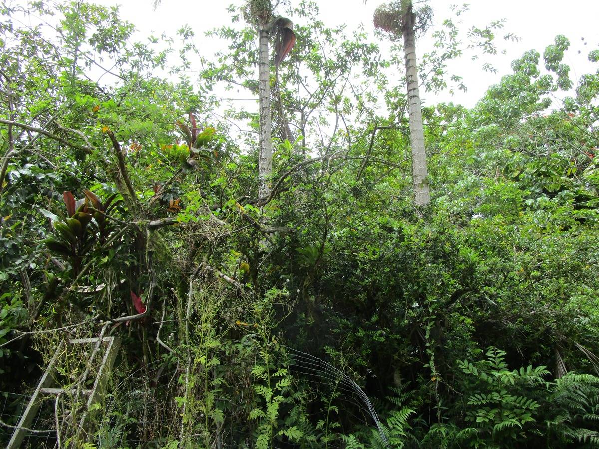 KEKAUONOHE ST PAHOA HI 96778