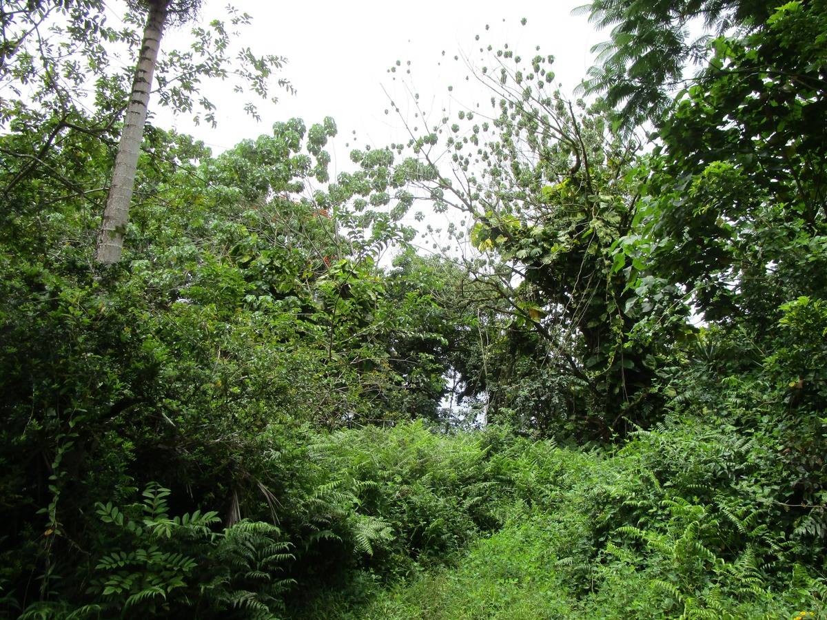 KEKAUONOHE ST PAHOA HI 96778