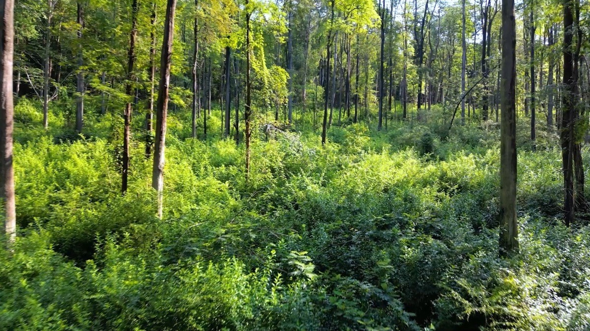 Big Island Listing Image