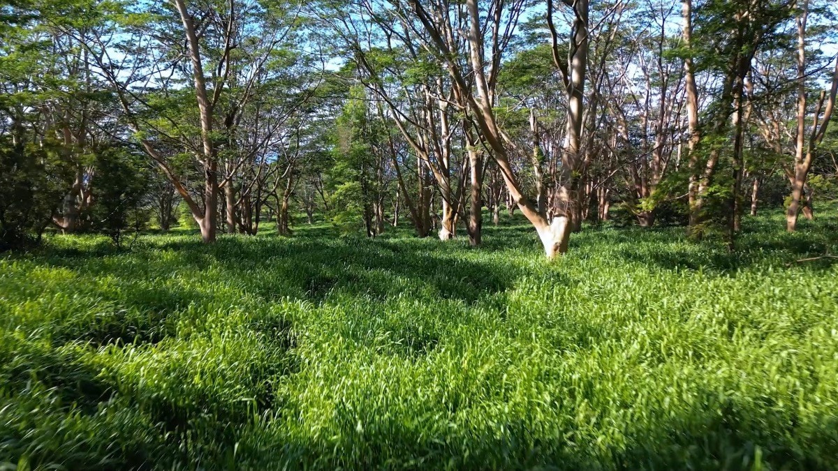 Big Island Listing Image