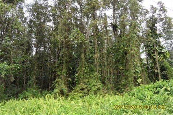 Nanawale Blvd main photo Pahoa real estate - Nanawale Blvd - Pahoa HA homes for sale