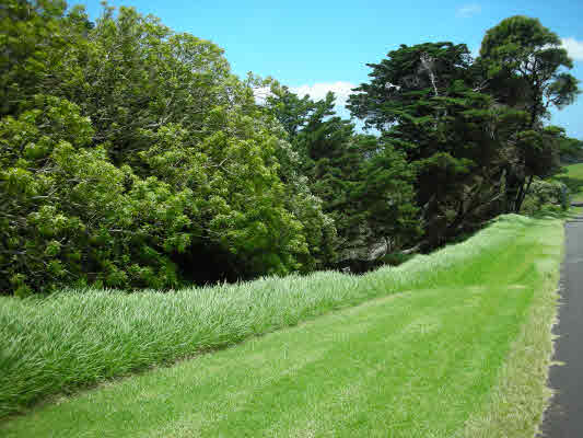KONOKOHAU RD, KAMUELA, HI, 96743, USA