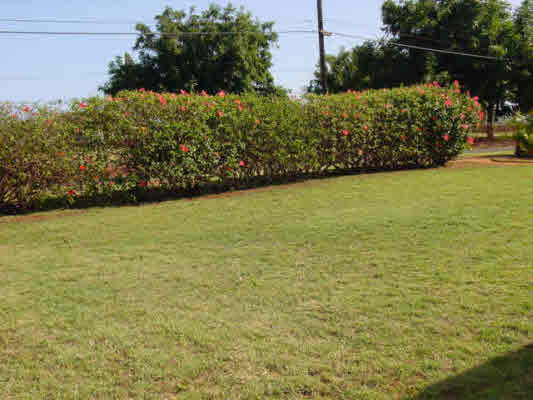 Real Estate For Sale: 4817 KOKO RD, HANAPEPE, HI, 96716, USA - Photo 5