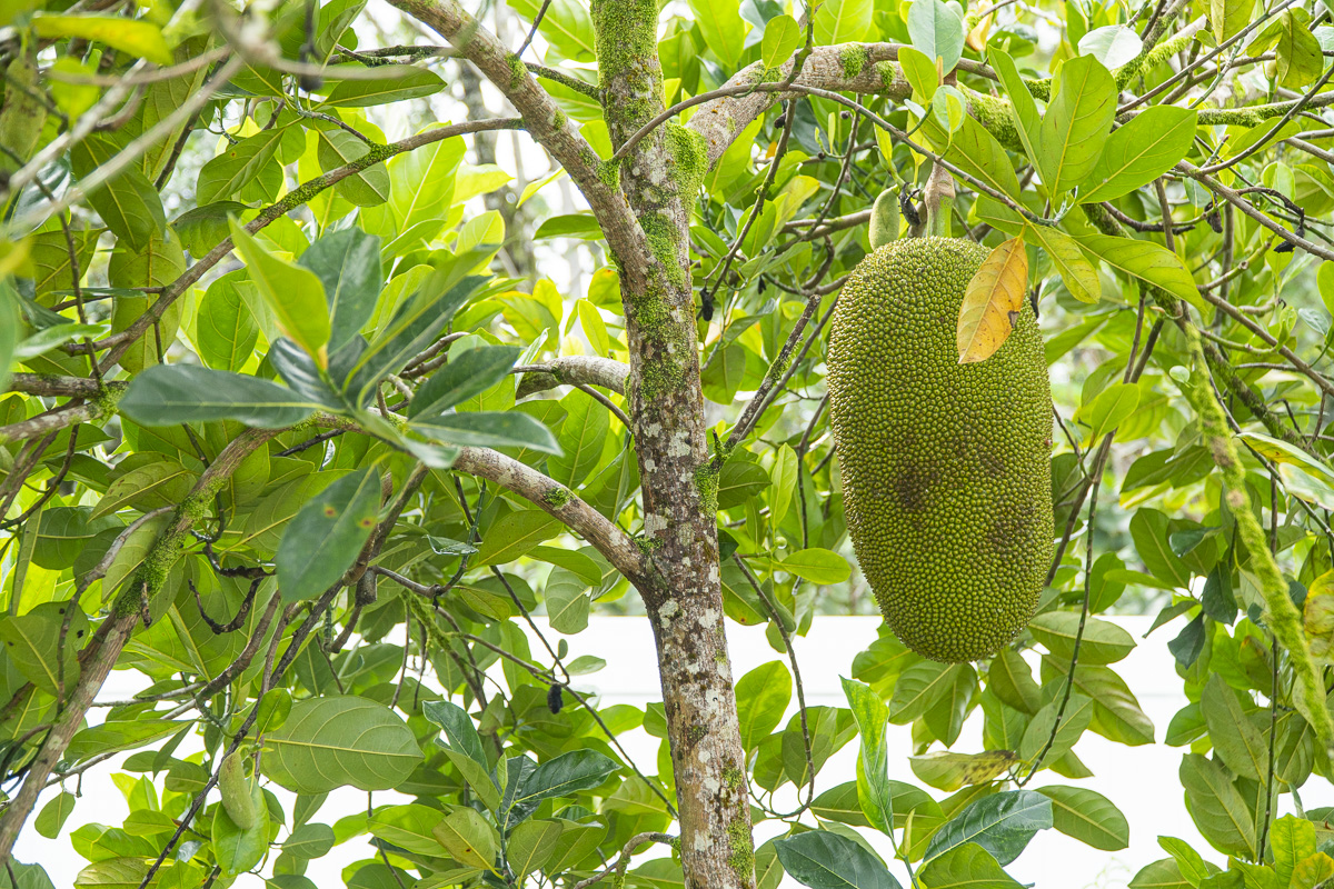 Big Island Listing Image