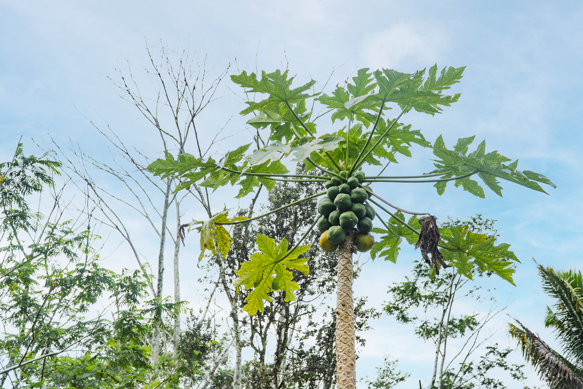 Big Island Listing Image