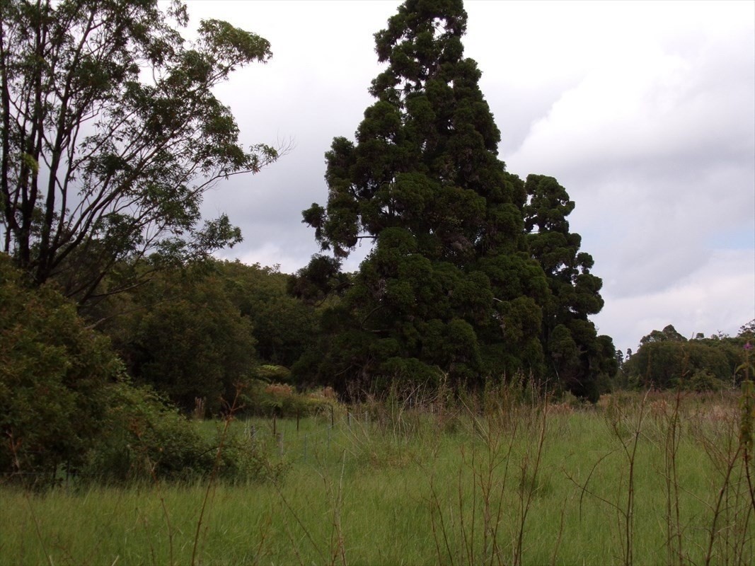 Mountain View HI 96785