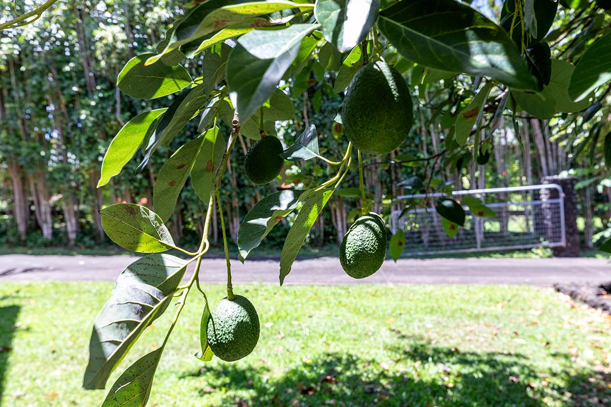 Big Island Listing Image