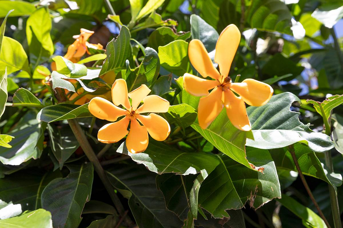 Big Island Listing Image