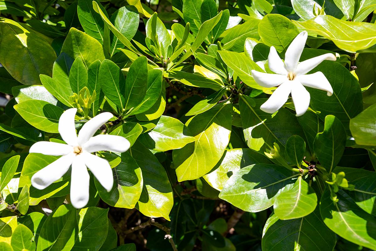 Big Island Listing Image