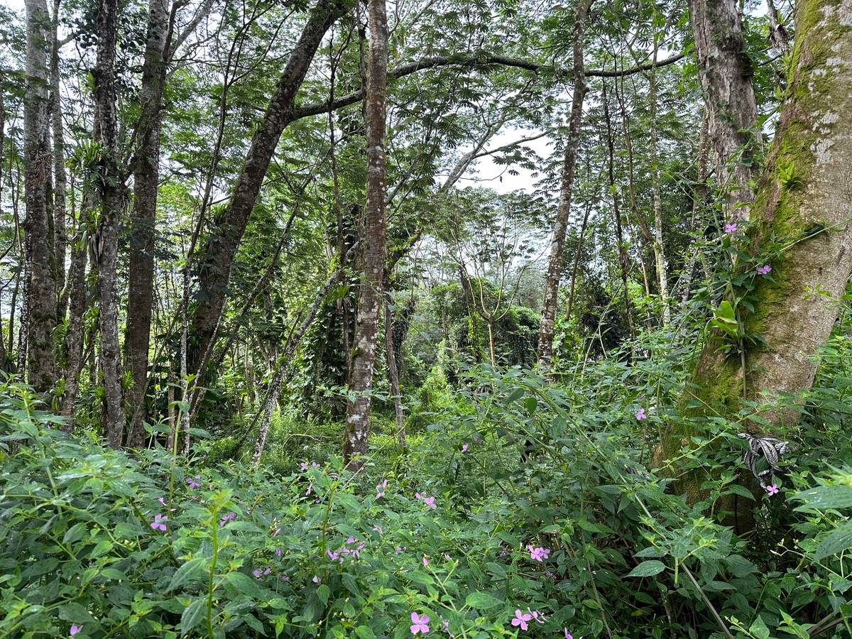 NIIHAU RD PAHOA HI 96778