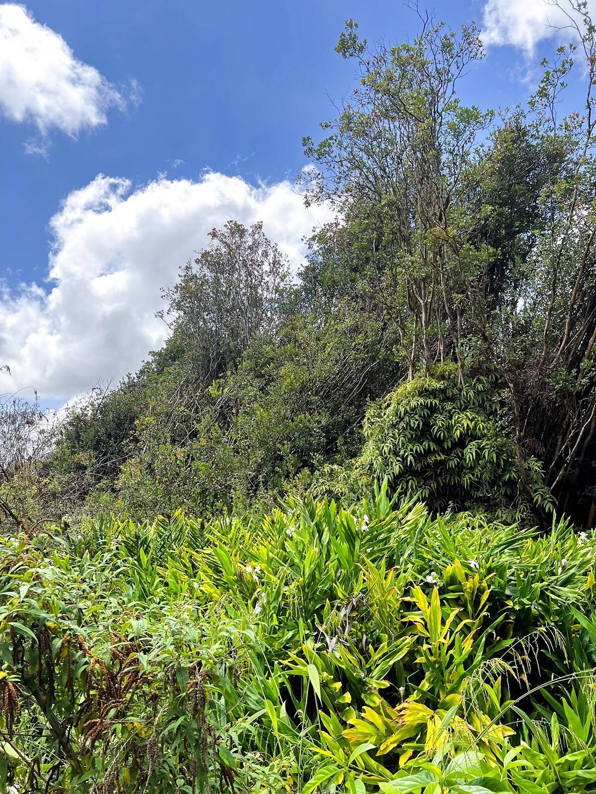 MOUNTAIN VIEW PL MOUNTAIN VIEW HI 96771