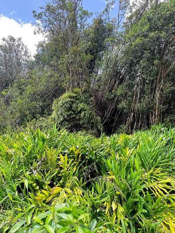 Big Island Listing Image