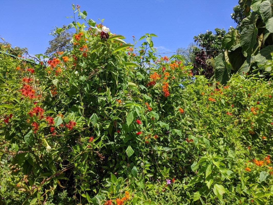 15-2740 PAPAI ST PAHOA HI 96778