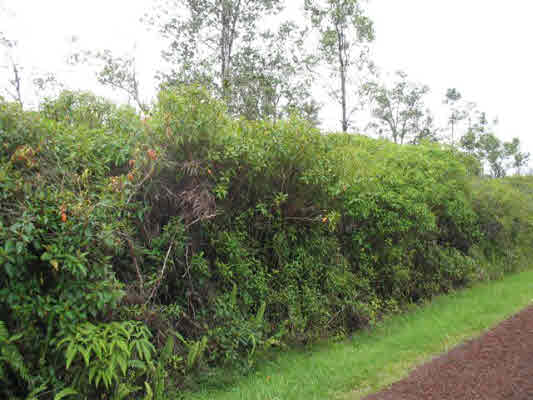 Grassy Lot 12,000 sf Lot in Ainaloa Subdivision, Puna