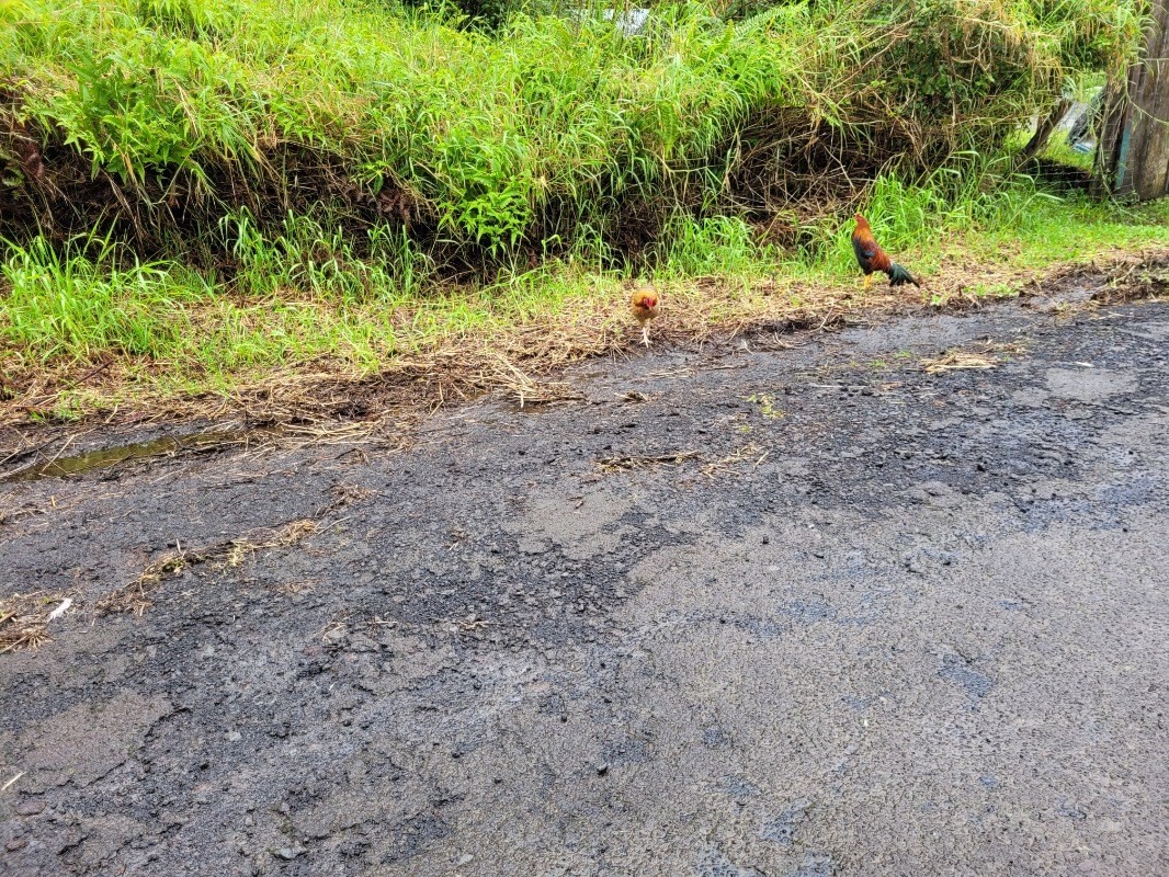 Big Island Listing Image