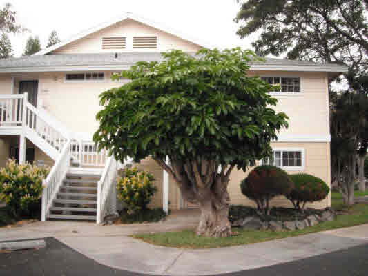 Big Island Real Estate