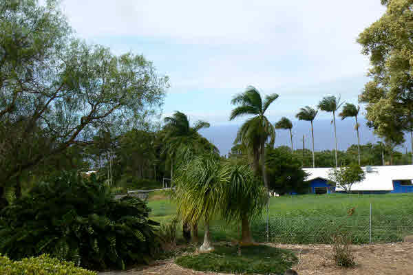 350179 HOKUMAHOE RD, LAUPAHOEHOE, HI, 96764, USA