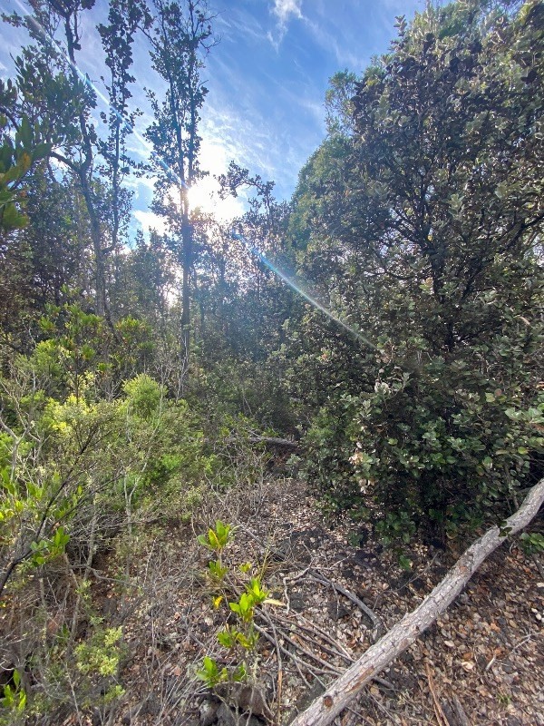 Big Island Listing Image