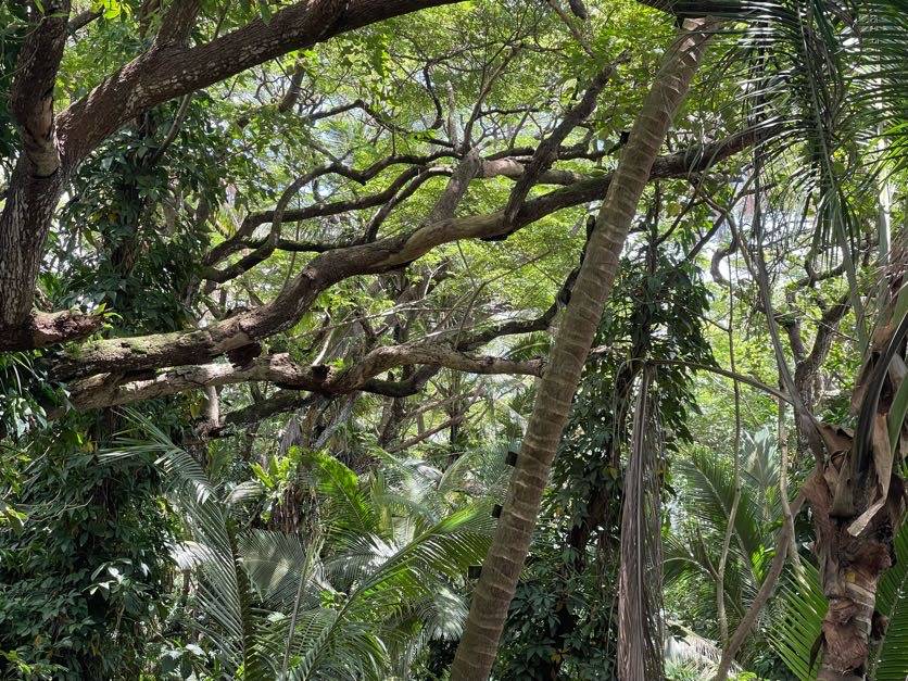 LOVELL SUBD. RD PAHOA HI 96778