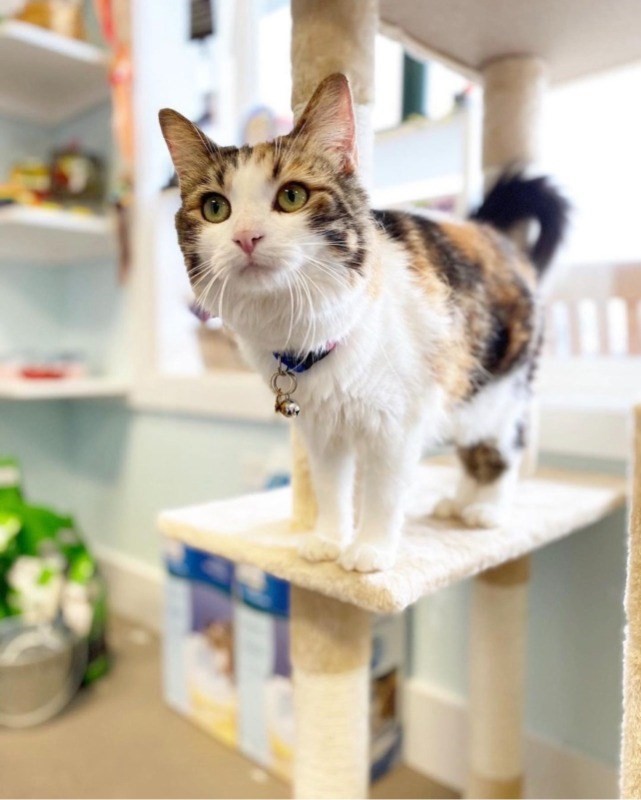 Big Island Listing Image