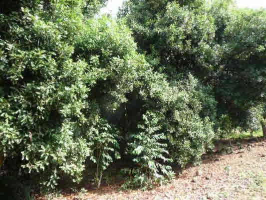 816615 MULI ST,KEALAKEKUA,HI,96750,USA
