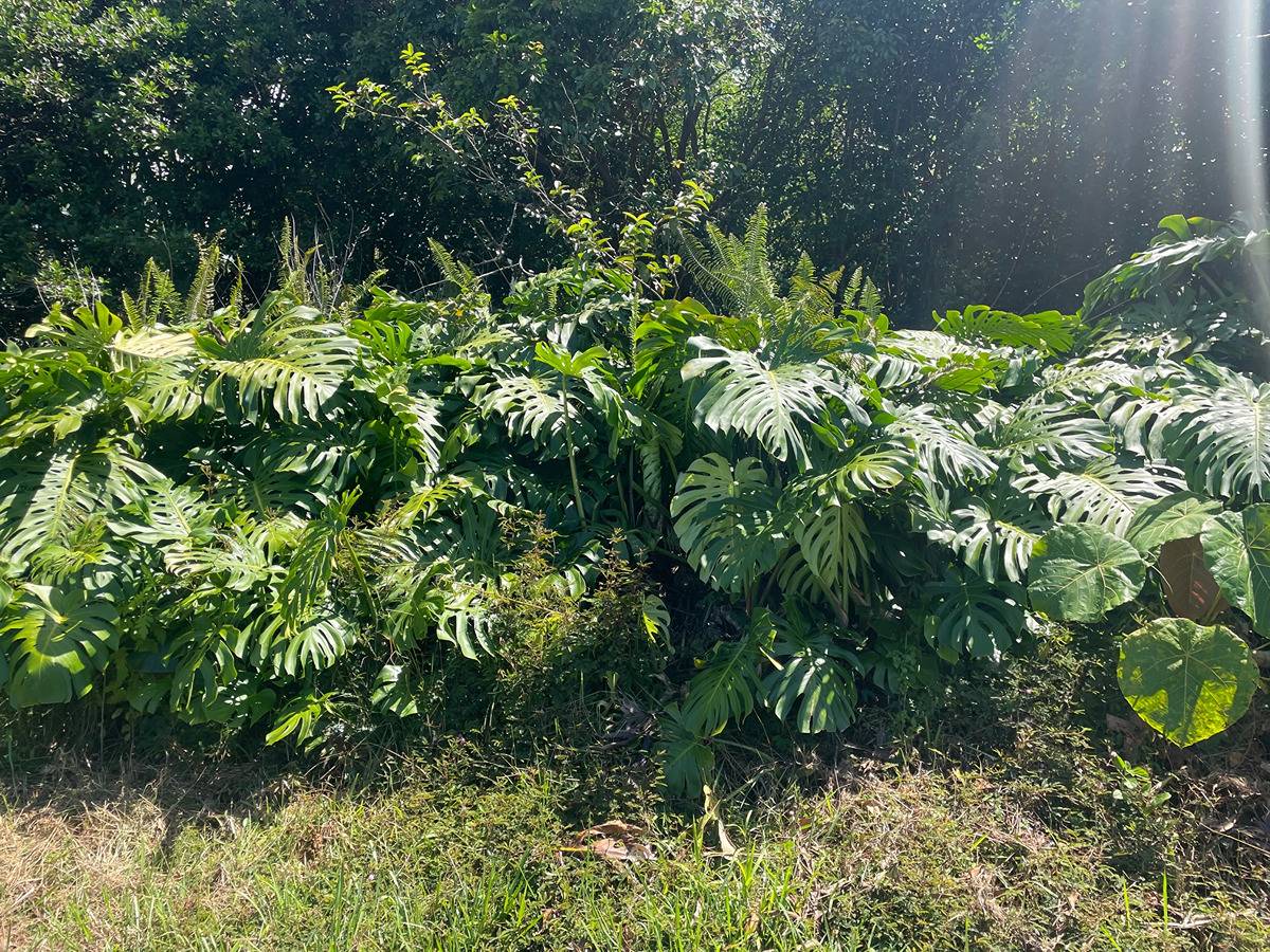 MANINI ST PAHOA HI 96778