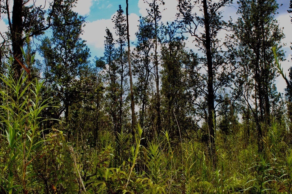 ROAD 6 (OOAA) MOUNTAIN VIEW HI 96760