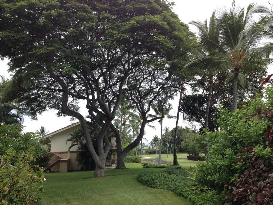 Big Island Listing Image