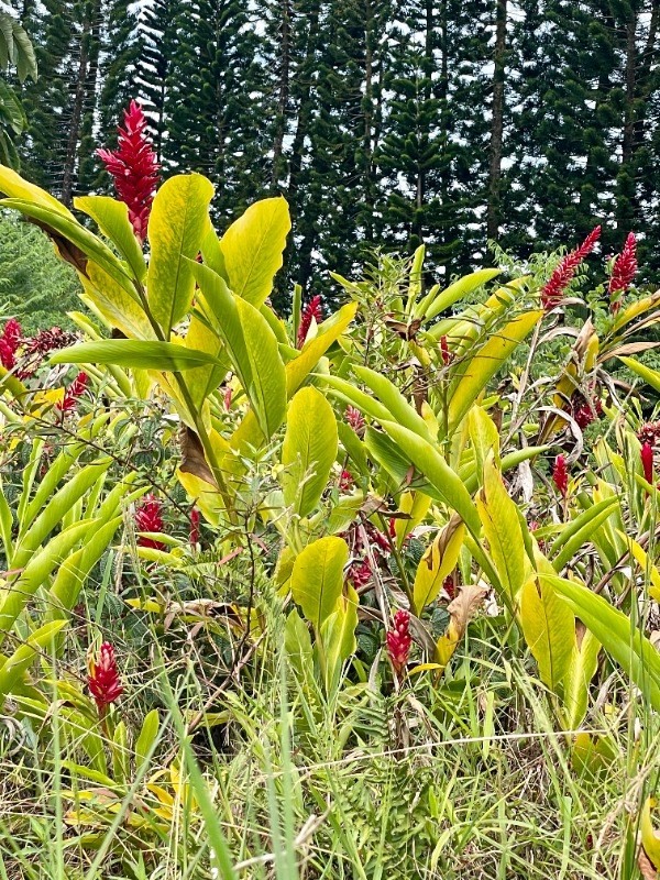 Big Island Listing Image