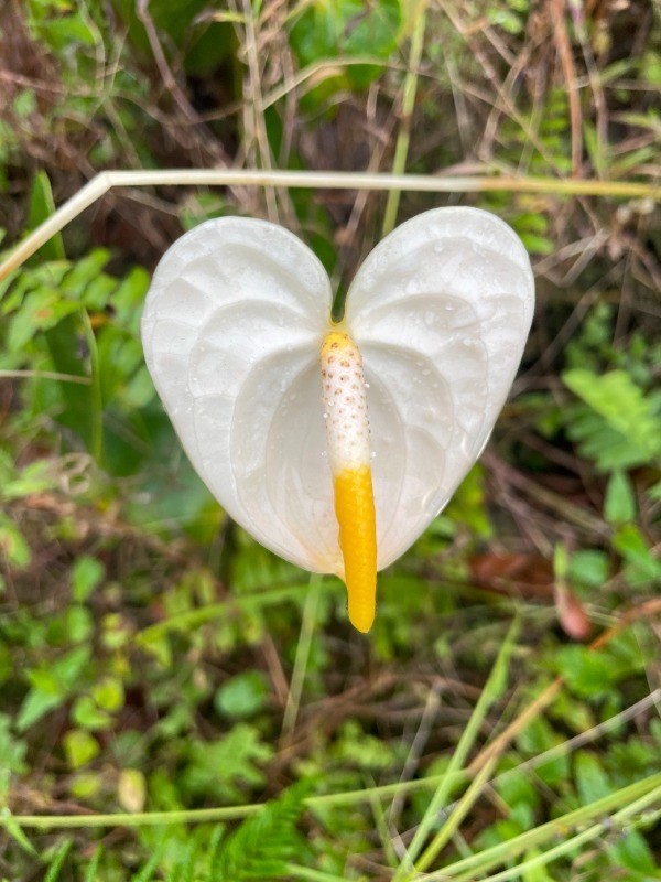 Big Island Listing Image