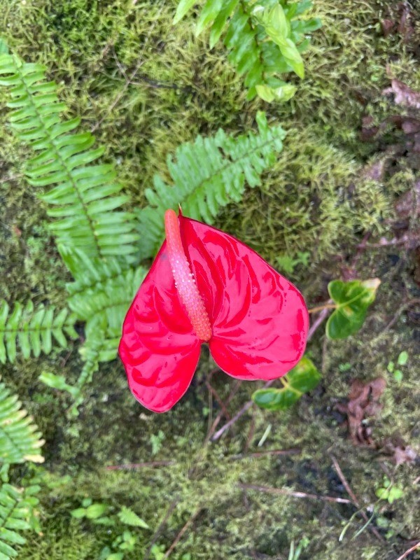 Big Island Listing Image