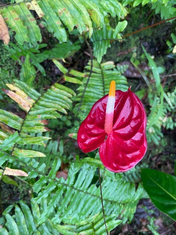 Big Island Listing Image