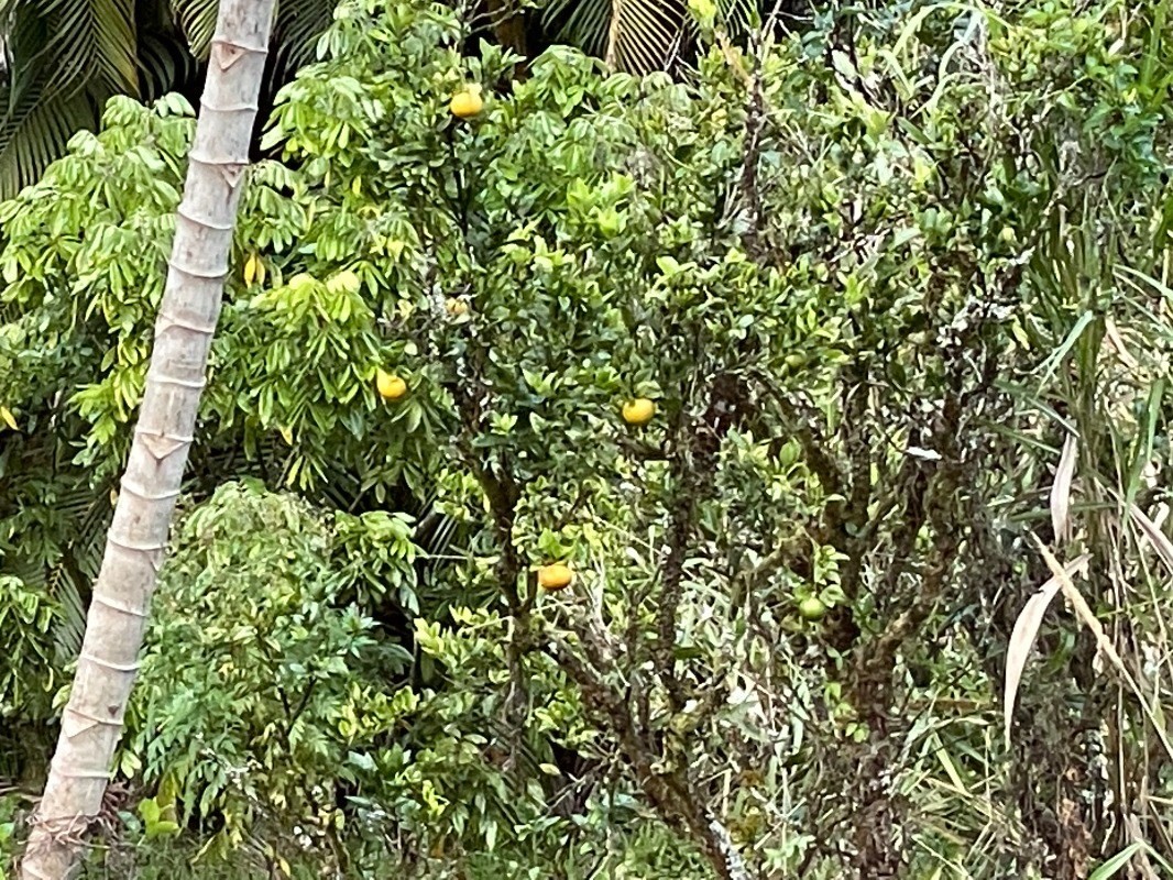 Big Island Listing Image