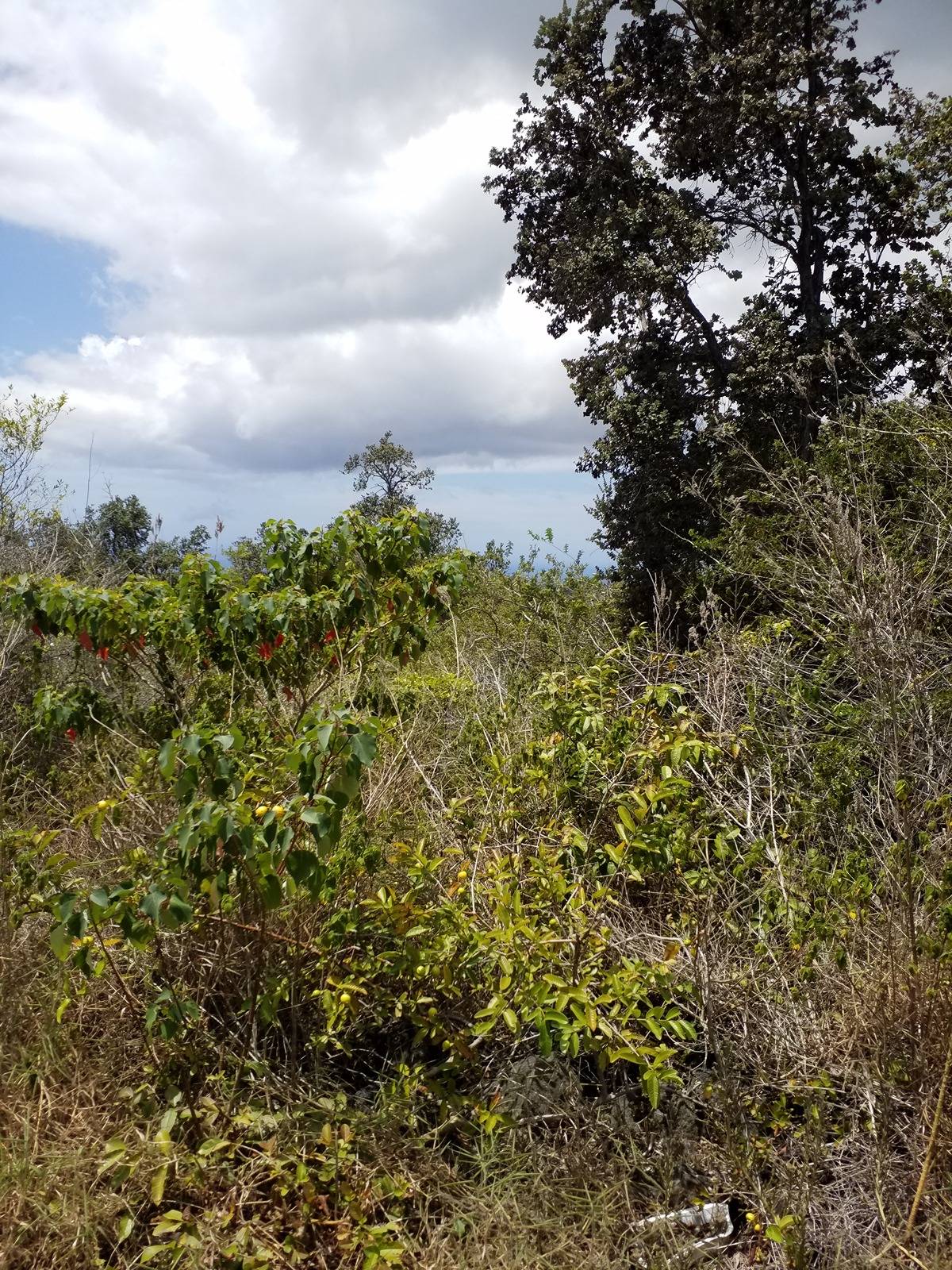 83-5502 MIDDLE KEEI RD CAPTAIN COOK HI 96704