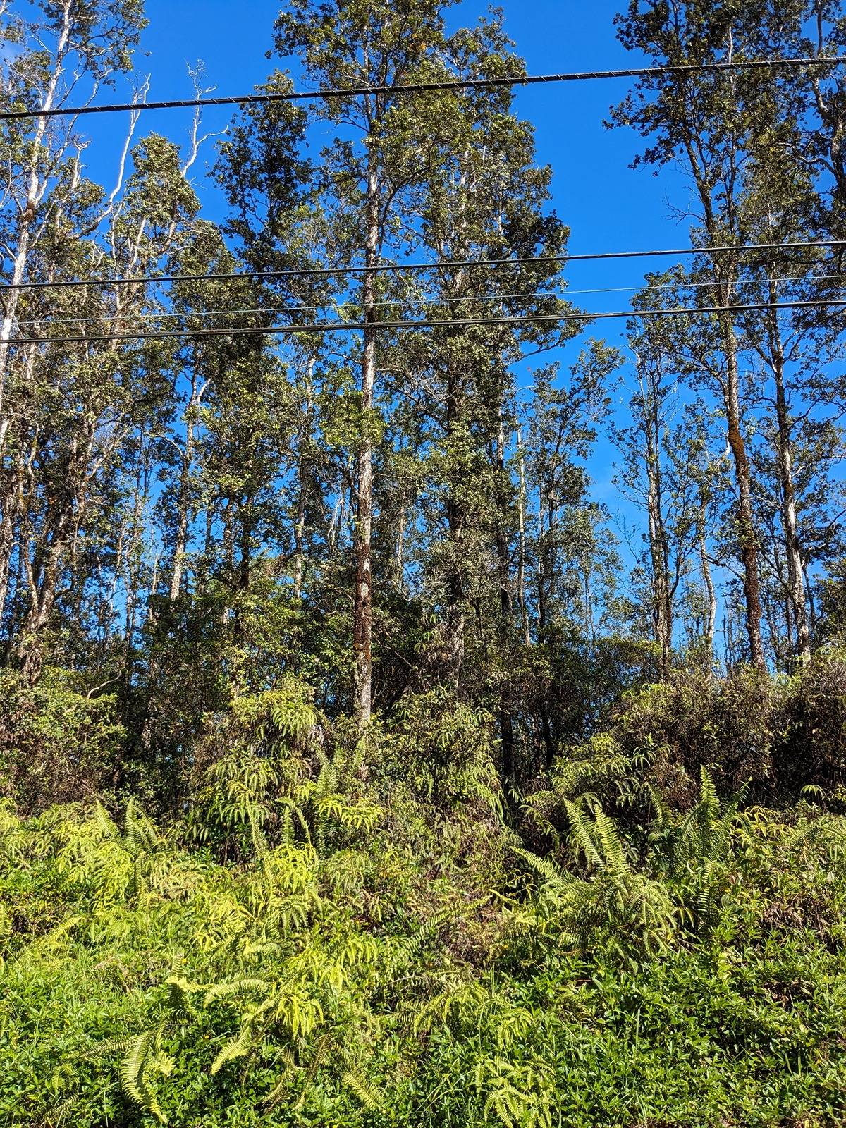BAMBOO DR PAHOA HI 96778