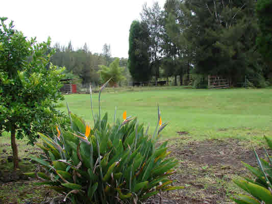 PECK RD,MOUNTAIN VIEW,HI,96771,USA