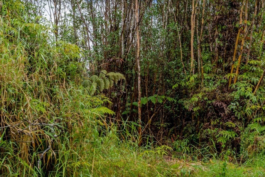 Big Island Listing Image