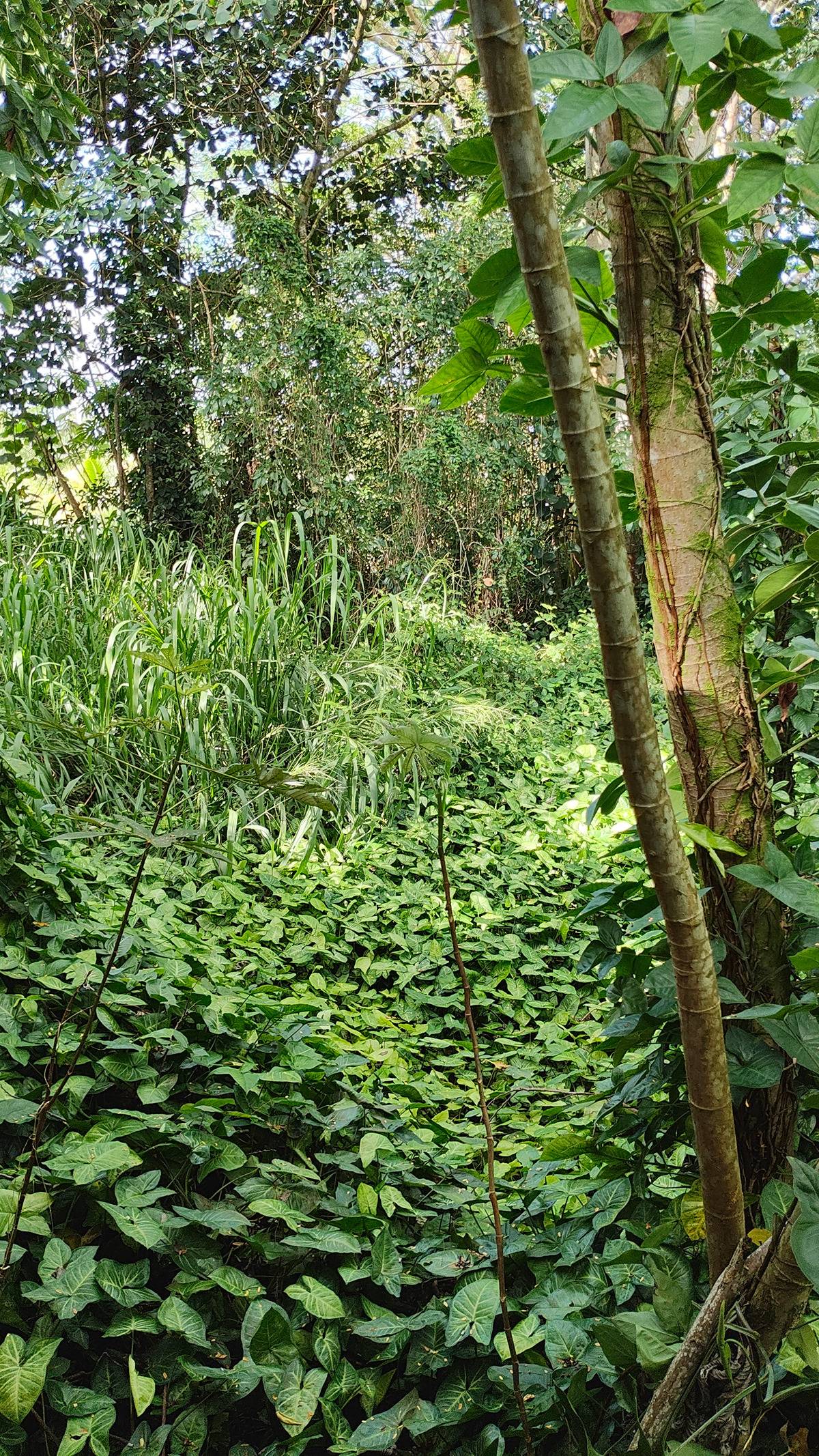 Big Island Listing Image