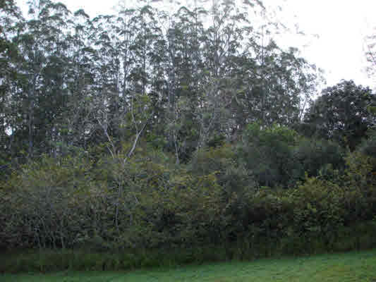 MLS# 245497 Ho'okahua Rd, Kaapahu Homesteads 