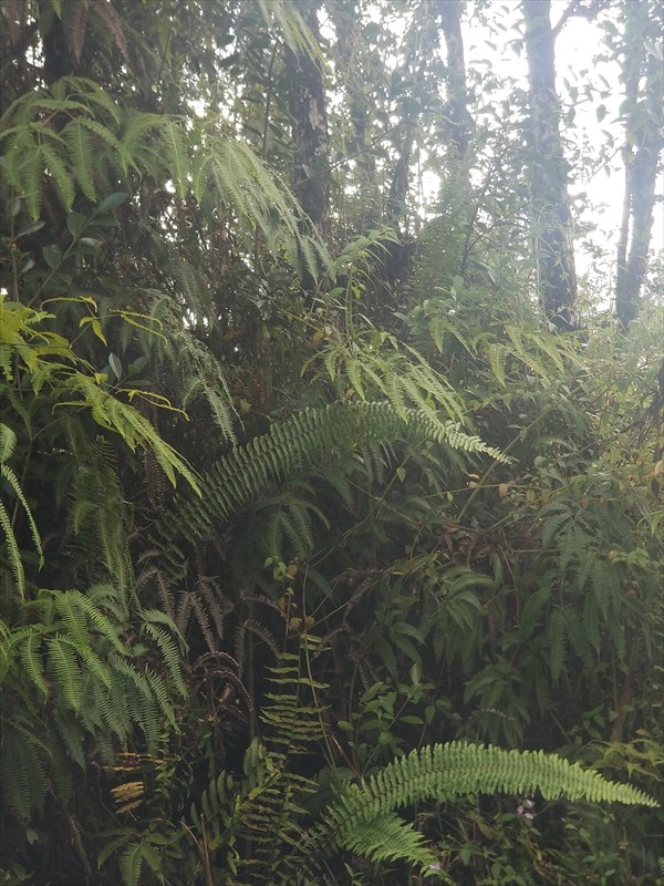 Big Island Listing Image