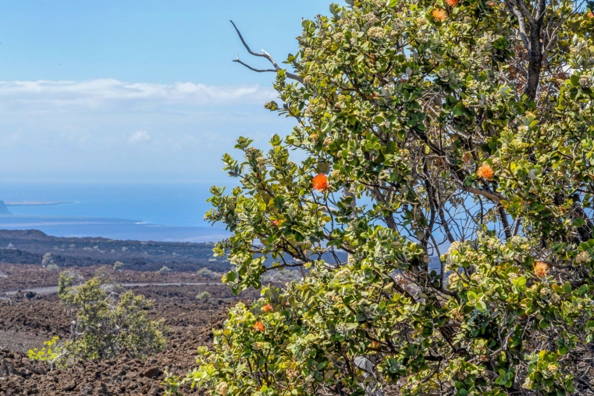 Big Island Listing Image